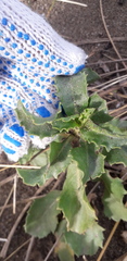 Grindelia coronensis