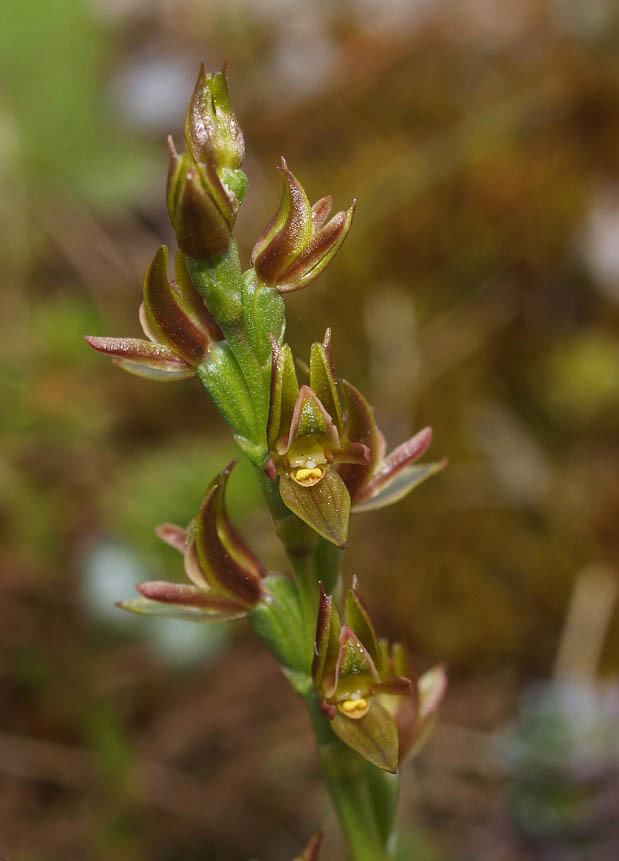 Leek Orchid