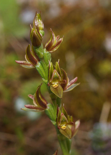 Prasophyllum colensoi Hook.f.