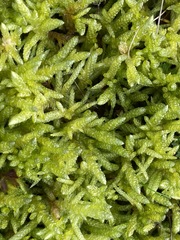 Acrocladium