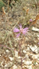 Centaurea cristata