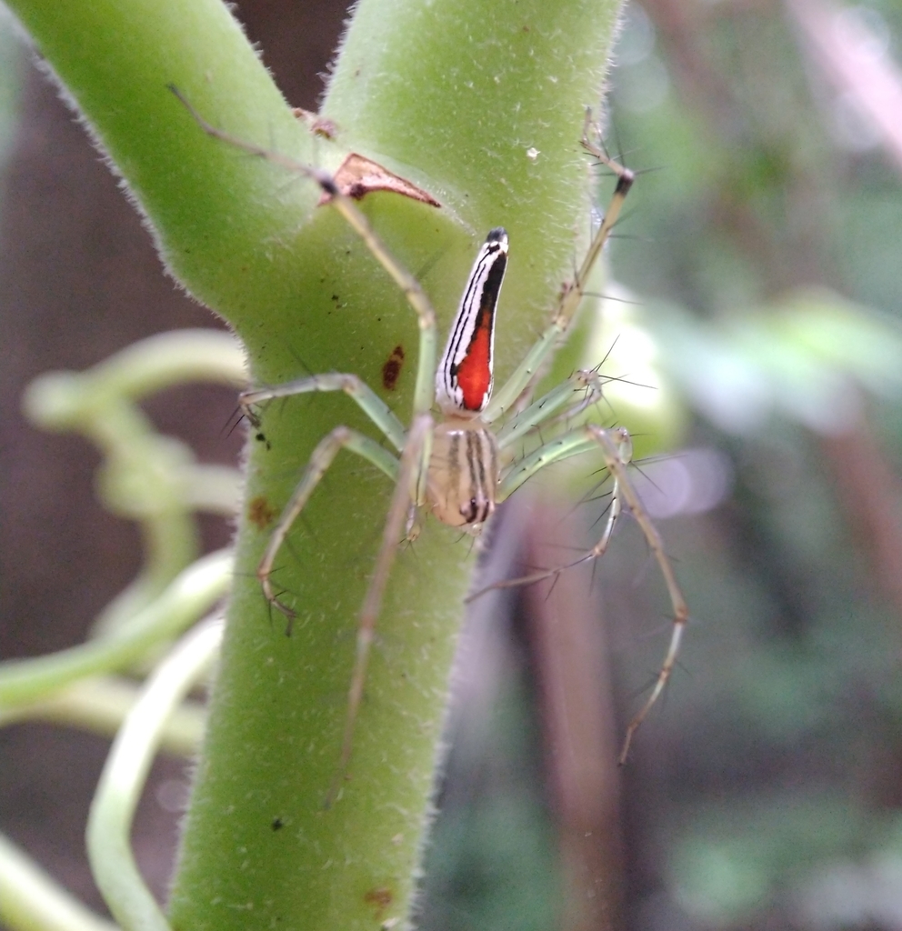 Oxyopes boriensis