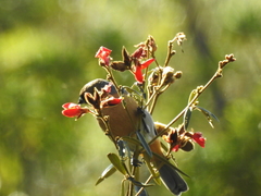 Schistochlamys ruficapillus
