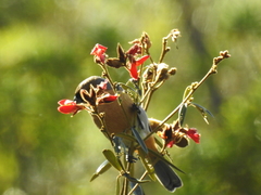 Schistochlamys ruficapillus