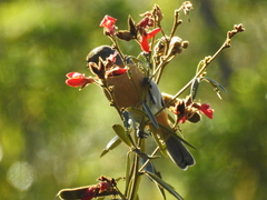 Schistochlamys ruficapillus