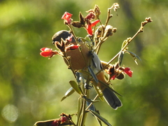 Schistochlamys ruficapillus