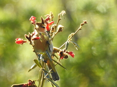 Schistochlamys ruficapillus