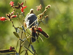 Schistochlamys ruficapillus