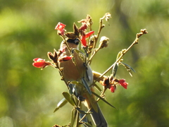 Schistochlamys ruficapillus