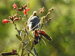 Schistochlamys ruficapillus