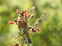 Schistochlamys ruficapillus