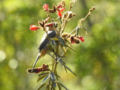 Schistochlamys ruficapillus