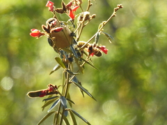 Schistochlamys ruficapillus