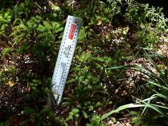 Dendroligotrichum tongariroense