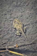 Bufotes viridis viridis