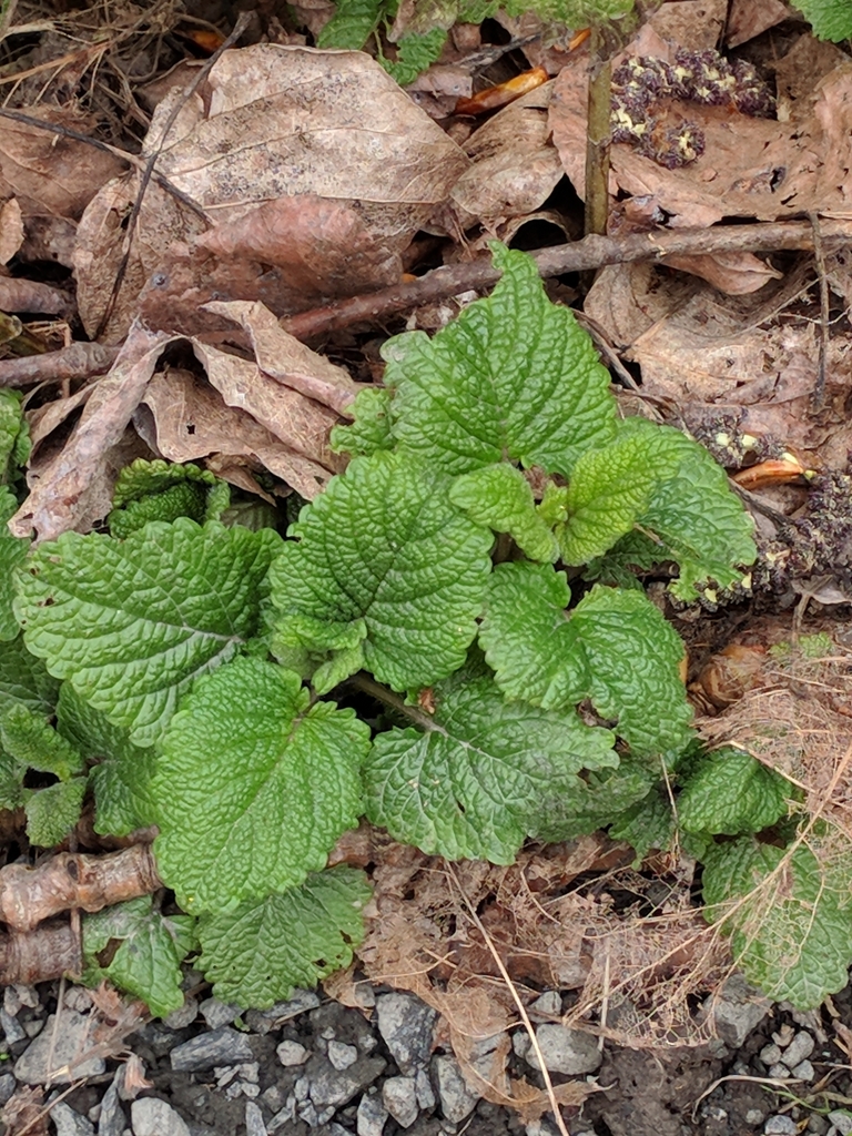 lemon balm