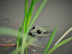 Pelophylax
