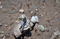 Orthetrum cancellatum