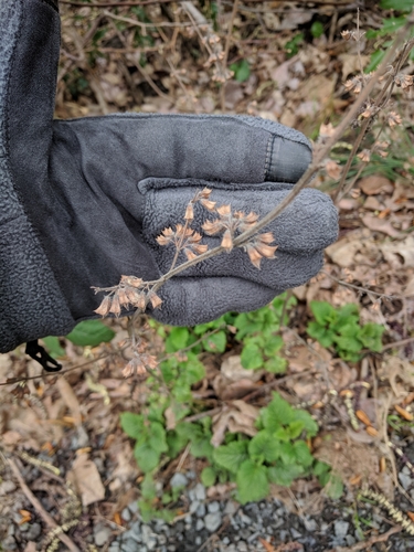 Melissa officinalis