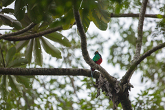 Pharomachrus fulgidus