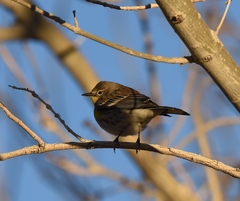Setophaga coronata coronata × auduboni
