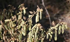 Corchorus kirkii