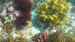 Vidalia colensoi