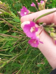 Epilobium hirsutum