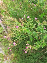 Epilobium hirsutum