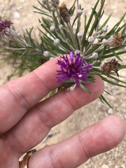 Vernonia lindheimeri