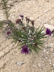 Vernonia lindheimeri