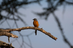 Melaenornis semipartitus