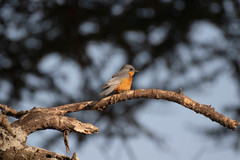 Melaenornis semipartitus