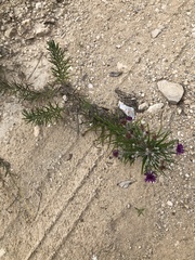 Vernonia lindheimeri