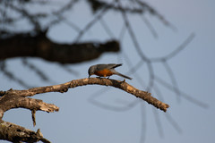 Melaenornis semipartitus