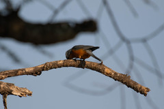 Melaenornis semipartitus