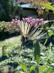 Iphiclides podalirius