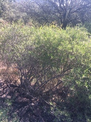 Phillyrea angustifolia