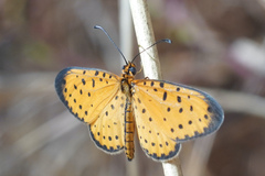 Pardopsis punctatissima