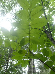 Fraxinus nigra image