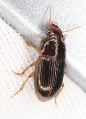 Harpalus gravis