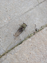 Neotibicen pruinosus