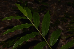 Alpinia arundelliana
