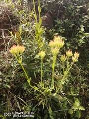 Kalanchoe rotundifolia
