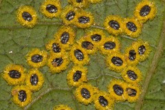 Aleurocanthus ceracroceus