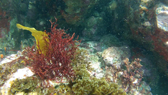 Vidalia colensoi