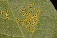 Aleurocanthus ceracroceus