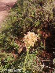 Kalanchoe rotundifolia