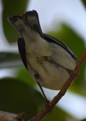 Setophaga americana