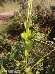 Kalanchoe rotundifolia